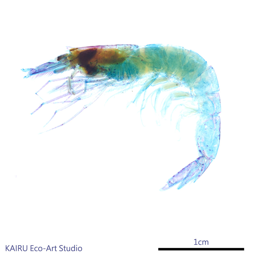 櫻花蝦_Lucensosergia lucens_筆尖下的絢麗水族館系列_透明生物漂浮筆