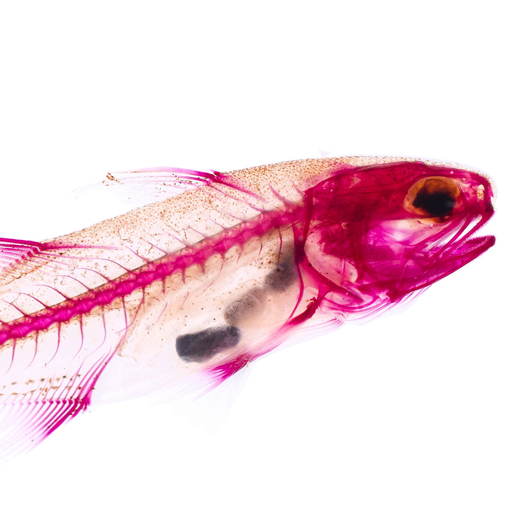 午仔魚_Eleutheronema tetradactylum_帶著走的迷你博物館系列-膠囊型鑰匙圈