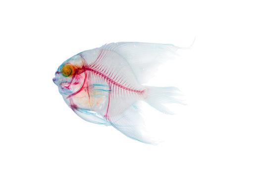 Platax orbicularis_all body_Diaphonization_Specimen_
