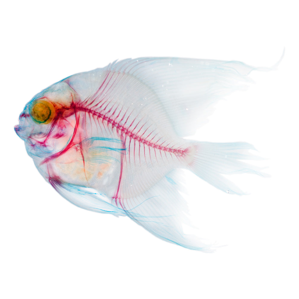 圓眼燕魚_Platax_orbicularis_帶著走的迷你博物館系列-膠囊型鑰匙圈