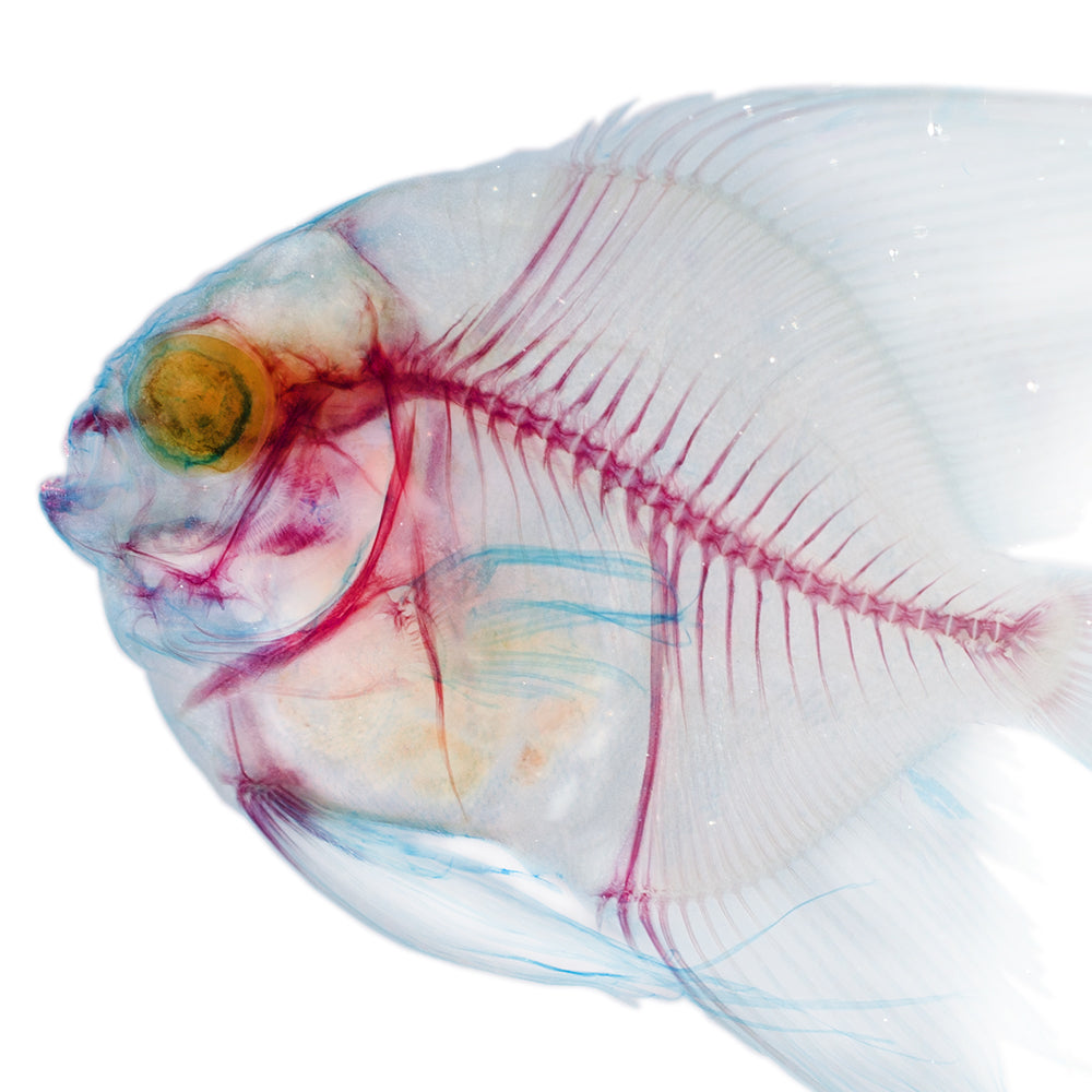 圓眼燕魚_Platax_orbicularis_帶著走的迷你博物館系列-膠囊型鑰匙圈