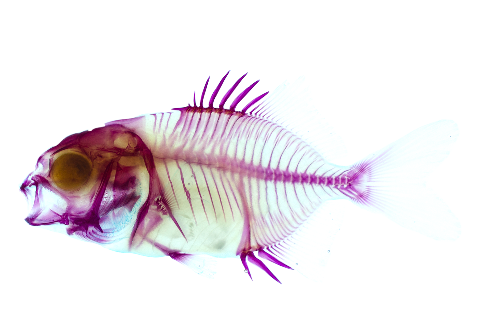 Trachinotus blochii_Diaphonization_Specimen_