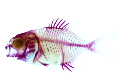 Trachinotus blochii_Diaphonization_Specimen_