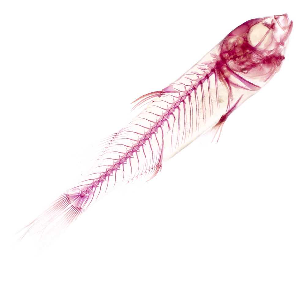 烏魚_Mugil cephalus_帶著走的迷你博物館系列-膠囊型鑰匙圈