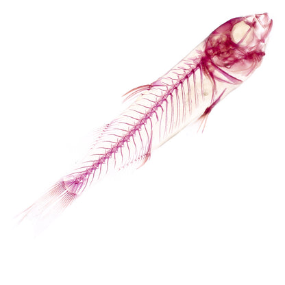 烏魚_Mugil cephalus_帶著走的迷你博物館系列-膠囊型鑰匙圈