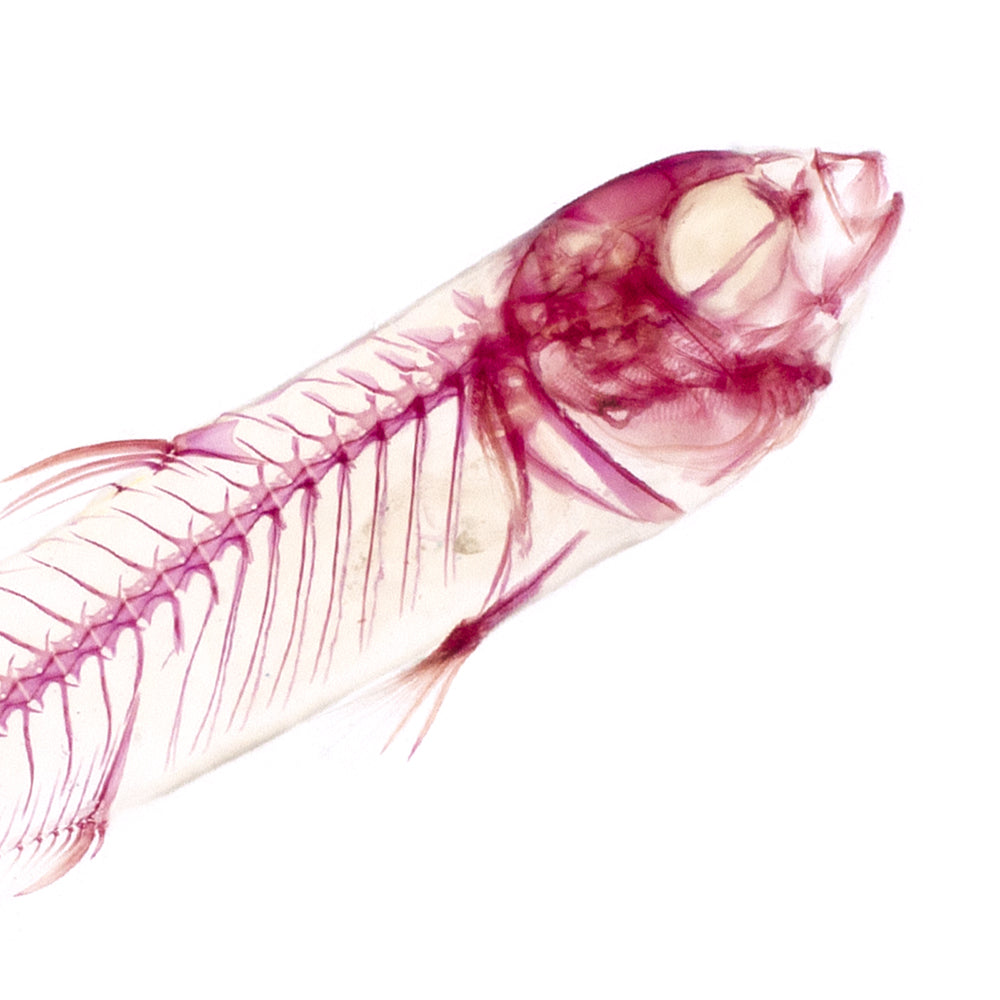 烏魚_Mugil cephalus_帶著走的迷你博物館系列-膠囊型鑰匙圈