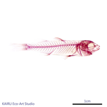 烏魚_Mugil cephalus_帶著走的迷你博物館系列-膠囊型鑰匙圈