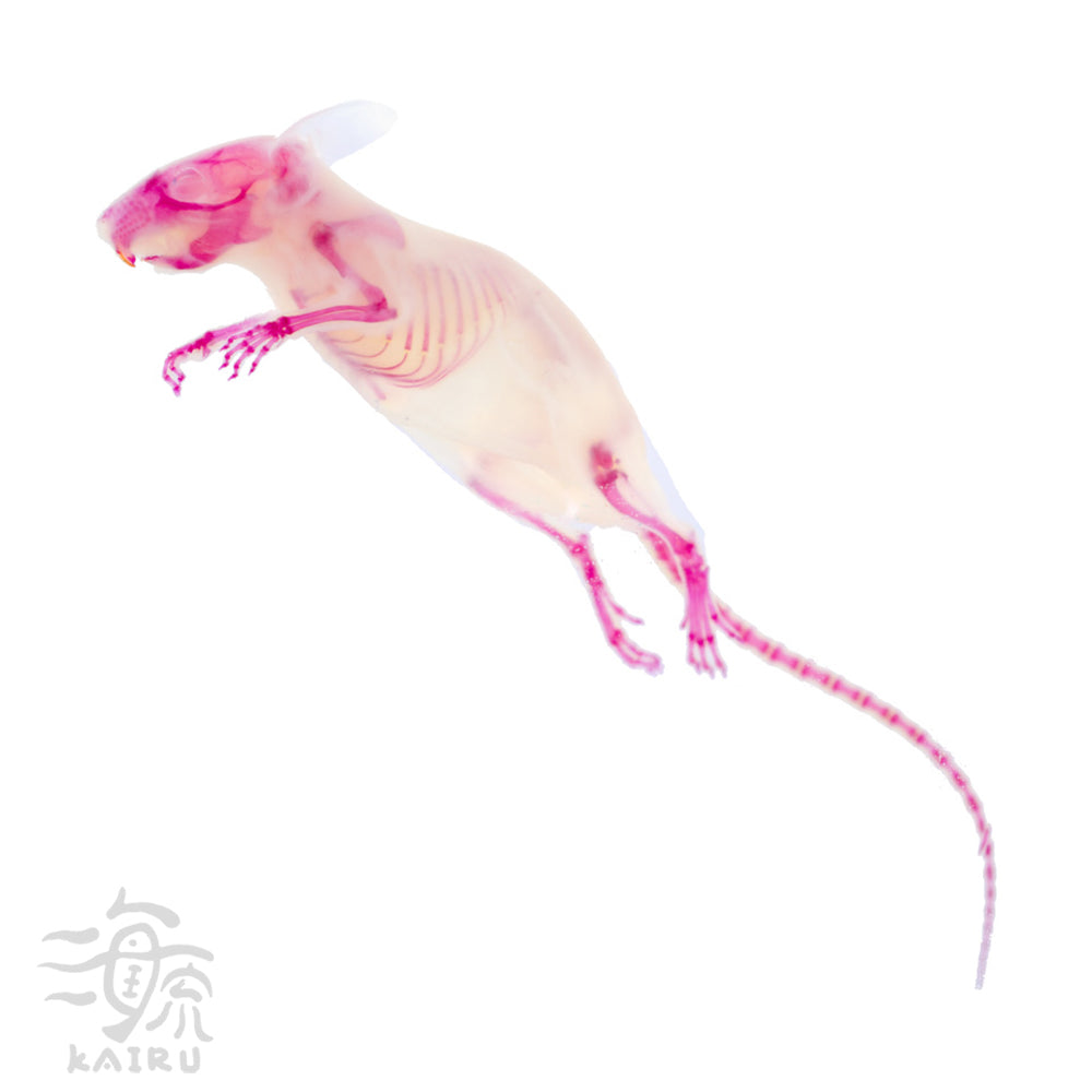 Mus musculus_body side_Diaphonization_Specimen_
