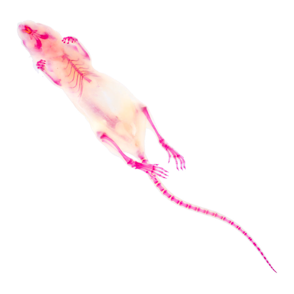 小白鼠_Mus musculus_透明生物標本系列_桌上的迷你博物館