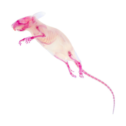 小白鼠_Mus musculus_透明生物標本系列_桌上的迷你博物館