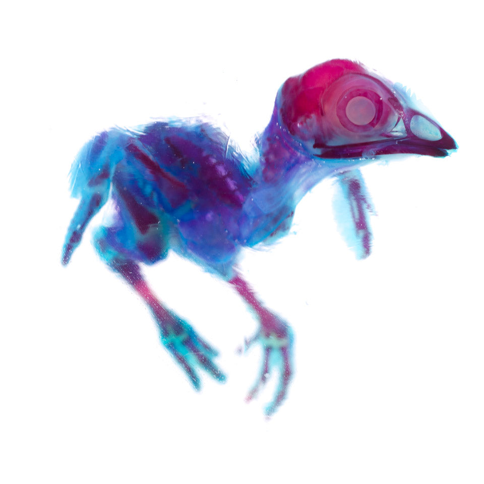 Leghorn_all body_Diaphonization_Specimen_
