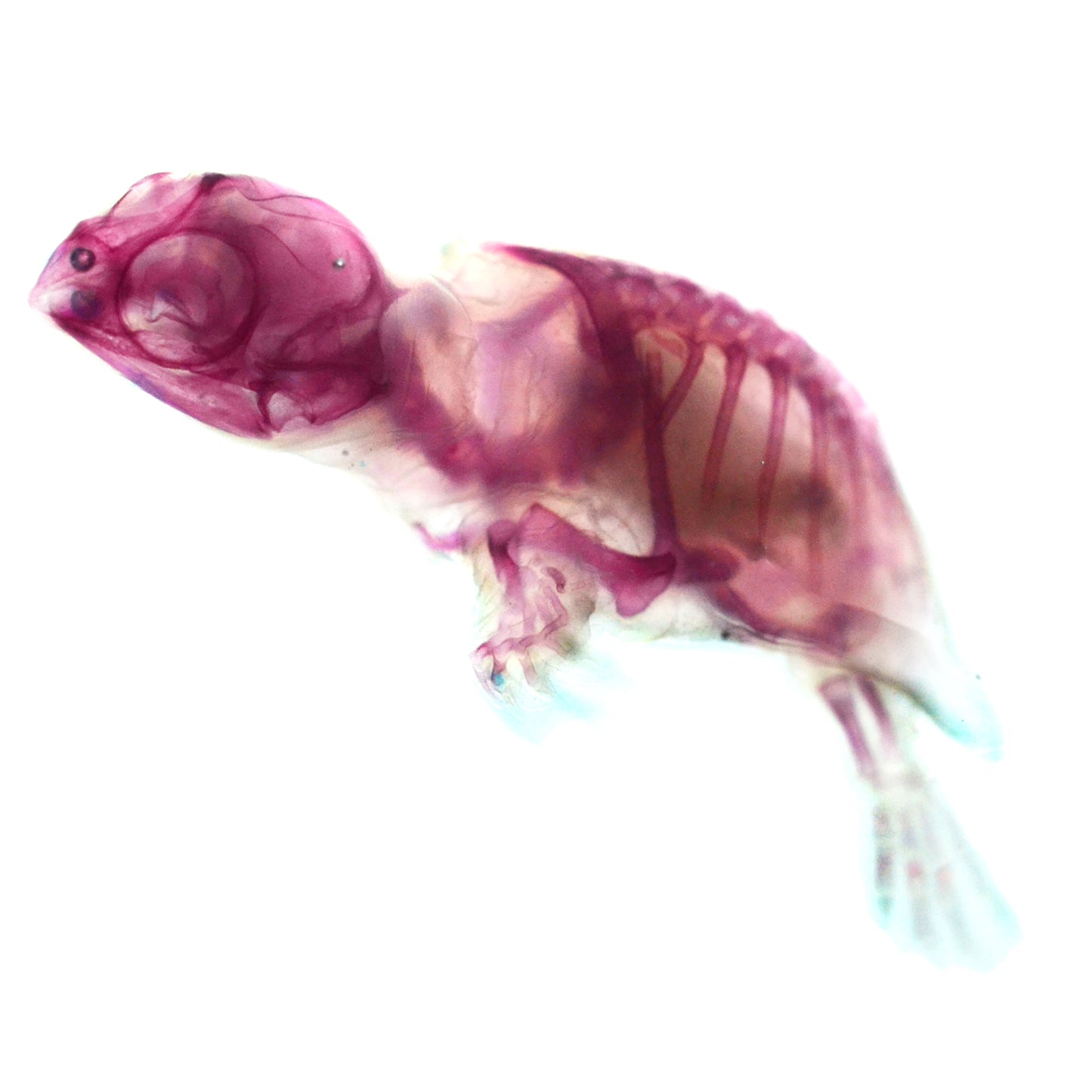 Pelodiscus sinensis_side view_Diaphonization_Specimen