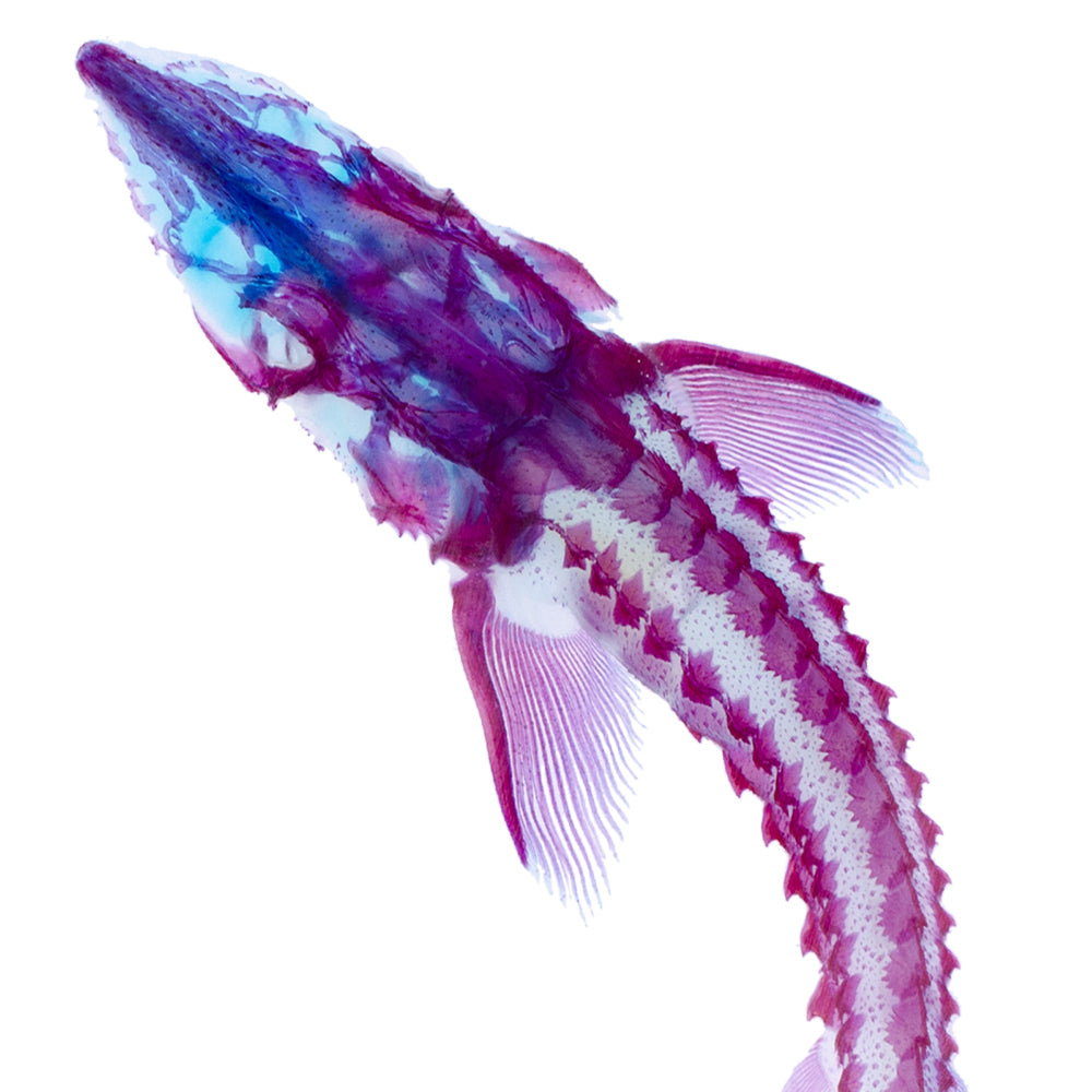 鱘龍魚 Acipenser spp. 透明標本系列_099 魚類標本