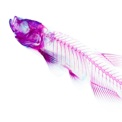 斑馬魚(金仙子) Danio sp. 透明標本系列_101 魚類標本