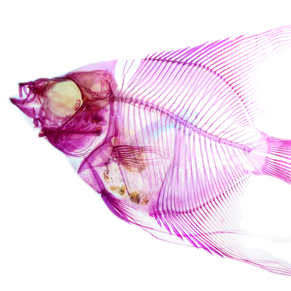 淡水神仙魚 Pterophyllum sp. 透明標本系列_102 魚類標本