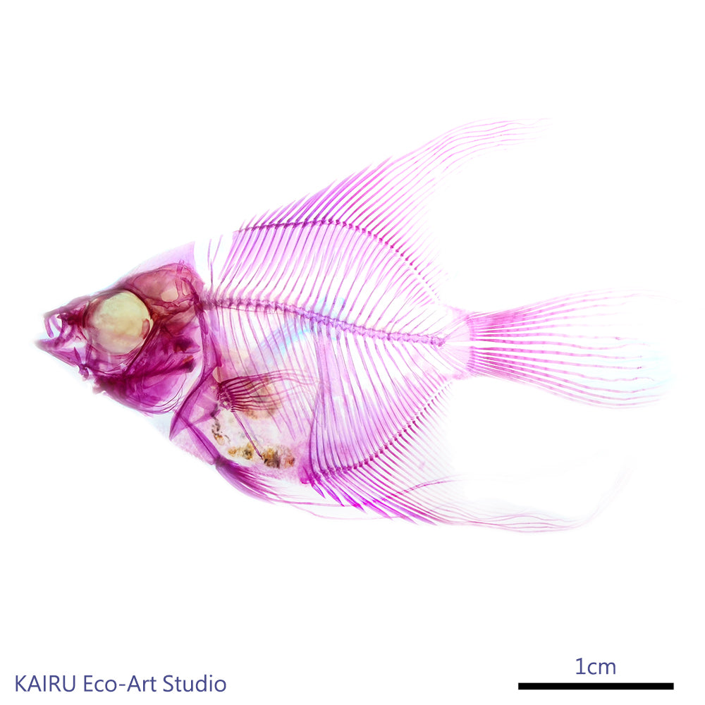淡水神仙魚 Pterophyllum sp. 透明標本系列_102 魚類標本