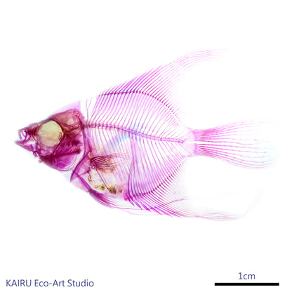 淡水神仙魚 Pterophyllum sp. 透明標本系列_102 魚類標本
