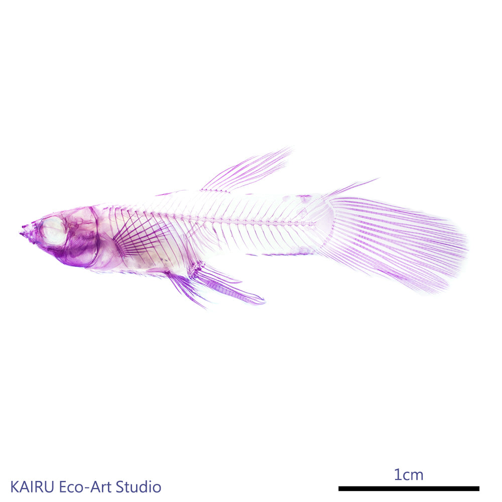 孔雀魚_Poecilia sp._帶著走的迷你博物館系列-膠囊型鑰匙圈