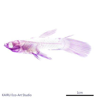 孔雀魚_Poecilia sp._帶著走的迷你博物館系列-膠囊型鑰匙圈