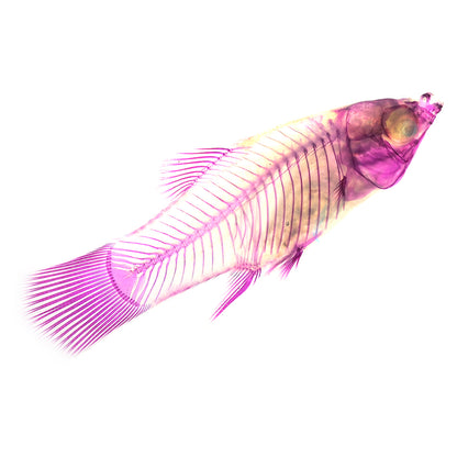 米奇魚_Xiphophorus sp._帶著走的迷你博物館系列-膠囊型鑰匙圈