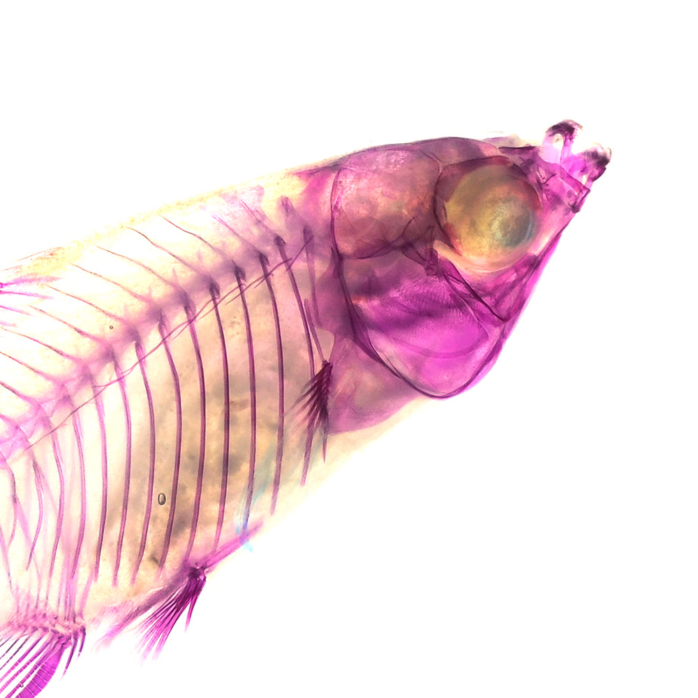 米奇魚_Xiphophorus sp._帶著走的迷你博物館系列-膠囊型鑰匙圈
