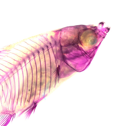 米奇魚_Xiphophorus sp._帶著走的迷你博物館系列-膠囊型鑰匙圈