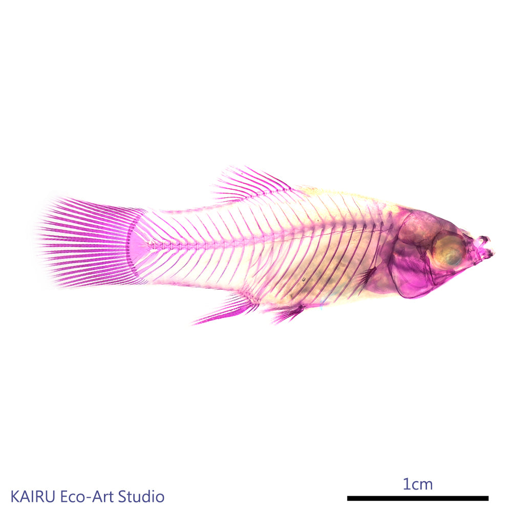 米奇魚_Xiphophorus sp._帶著走的迷你博物館系列-膠囊型鑰匙圈