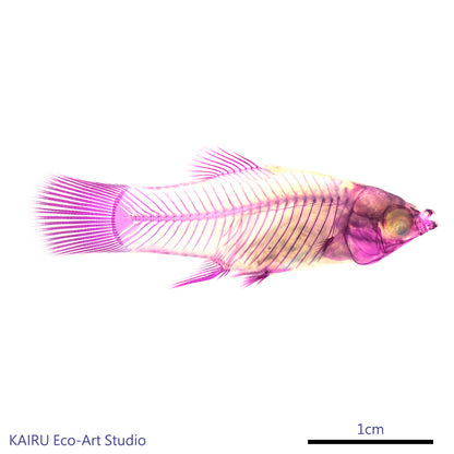 米奇魚_Xiphophorus sp._帶著走的迷你博物館系列-膠囊型鑰匙圈