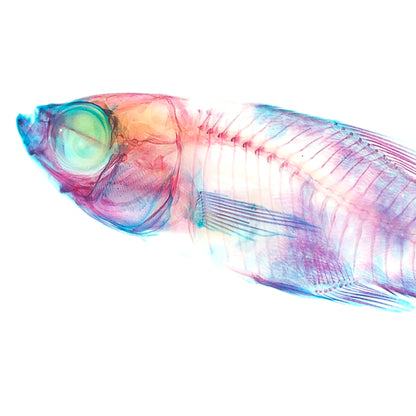 劍尾魚 花斑劍尾魚 Xiphophorus sp. 透明標本系列_107 魚類標本 小紅豆