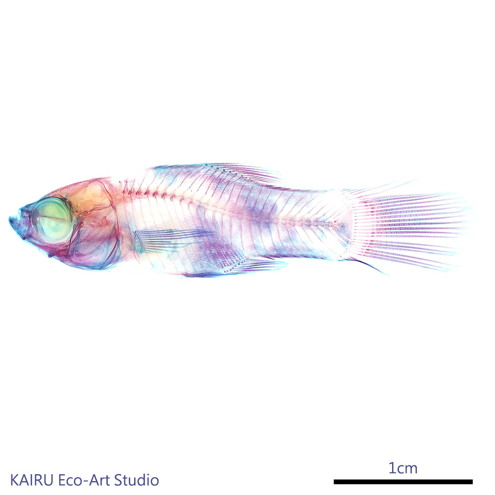 劍尾魚 花斑劍尾魚 Xiphophorus sp. 透明標本系列_107 魚類標本 小紅豆