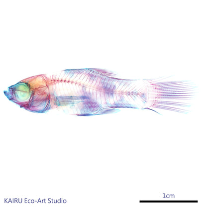 劍尾魚 花斑劍尾魚 Xiphophorus sp. 透明標本系列_107 魚類標本 小紅豆