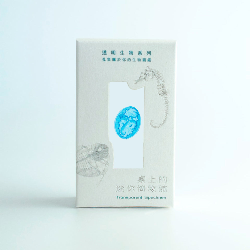 海月水母 Aurelia sp. 透明標本系列_023 水母標本 台灣海洋生物