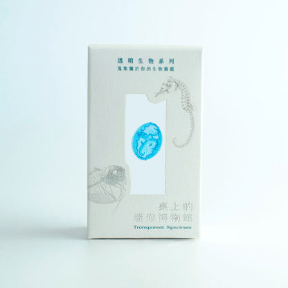 海月水母 Aurelia sp. 透明標本系列_023 水母標本 台灣海洋生物