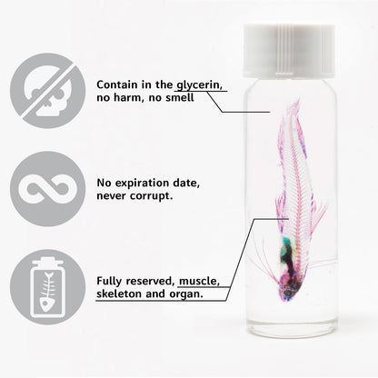 Transparent specimen of Echinacea fish specimen Taiwanese marine life Hoplichthys spp.