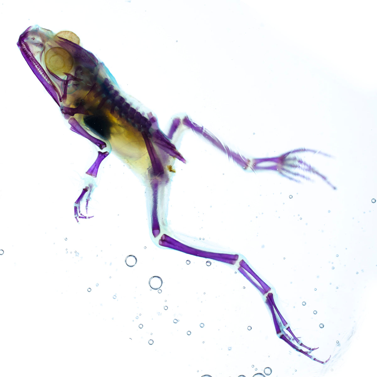 美洲牛蛙_Lithobates catesbeianus_透明生物標本系列_桌上的迷你博物館