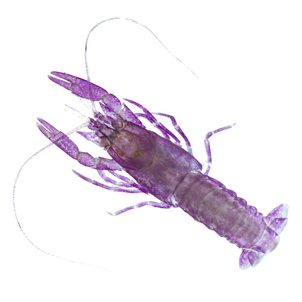 澳洲淡水龍蝦_Parastacidae_帶著走的迷你博物館系列-膠囊型鑰匙圈