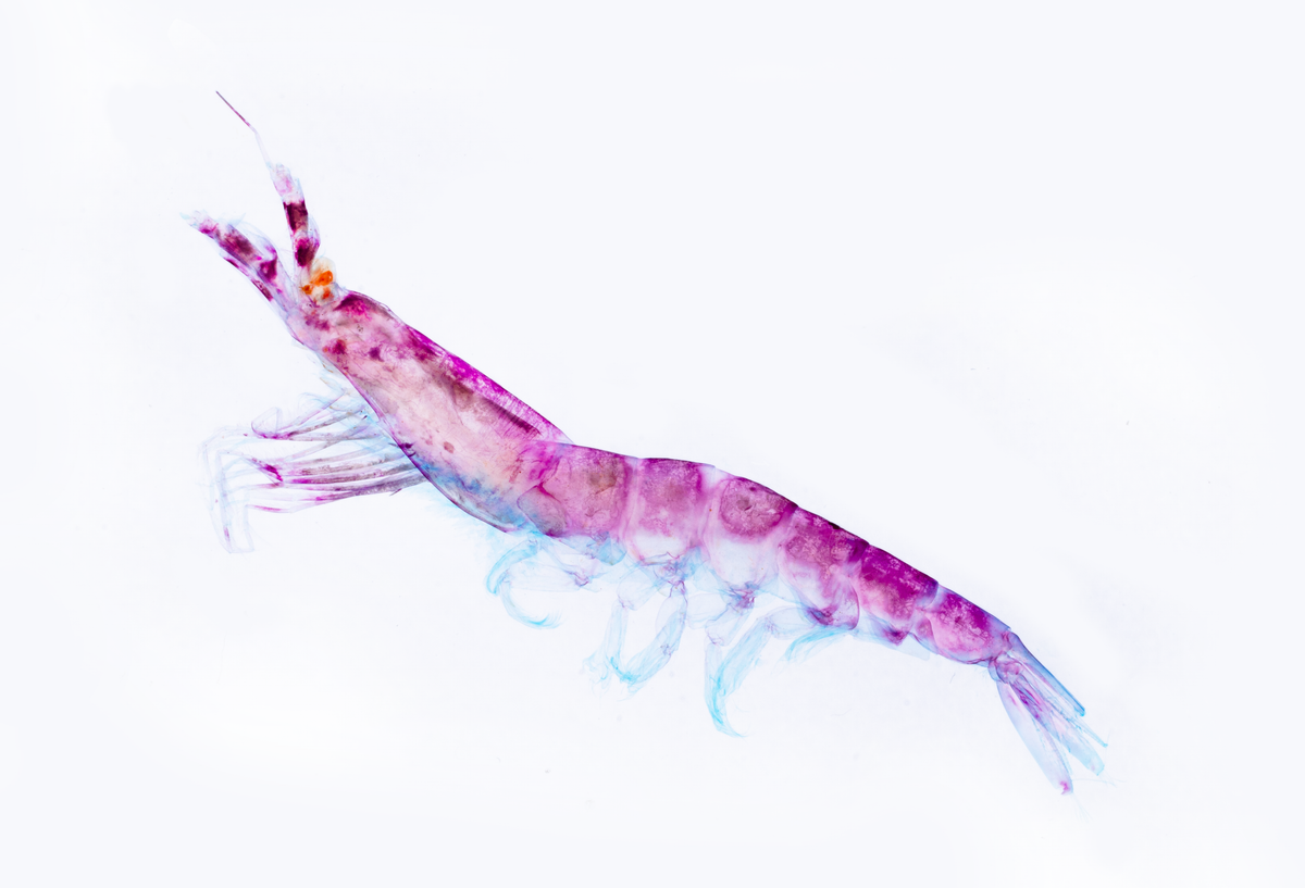南極磷蝦_Euphausia superba_透明生物標本系列_桌上的迷你水族館