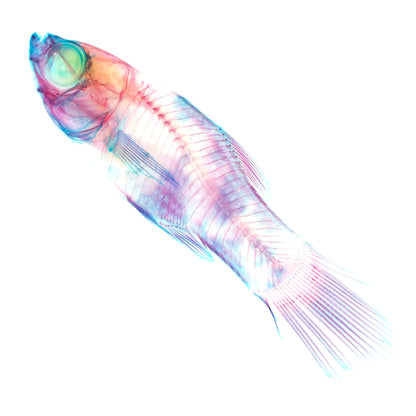 劍尾魚(小紅豆)Xiphophorus sp._帶著走的迷你博物館系列-膠囊型鑰匙圈