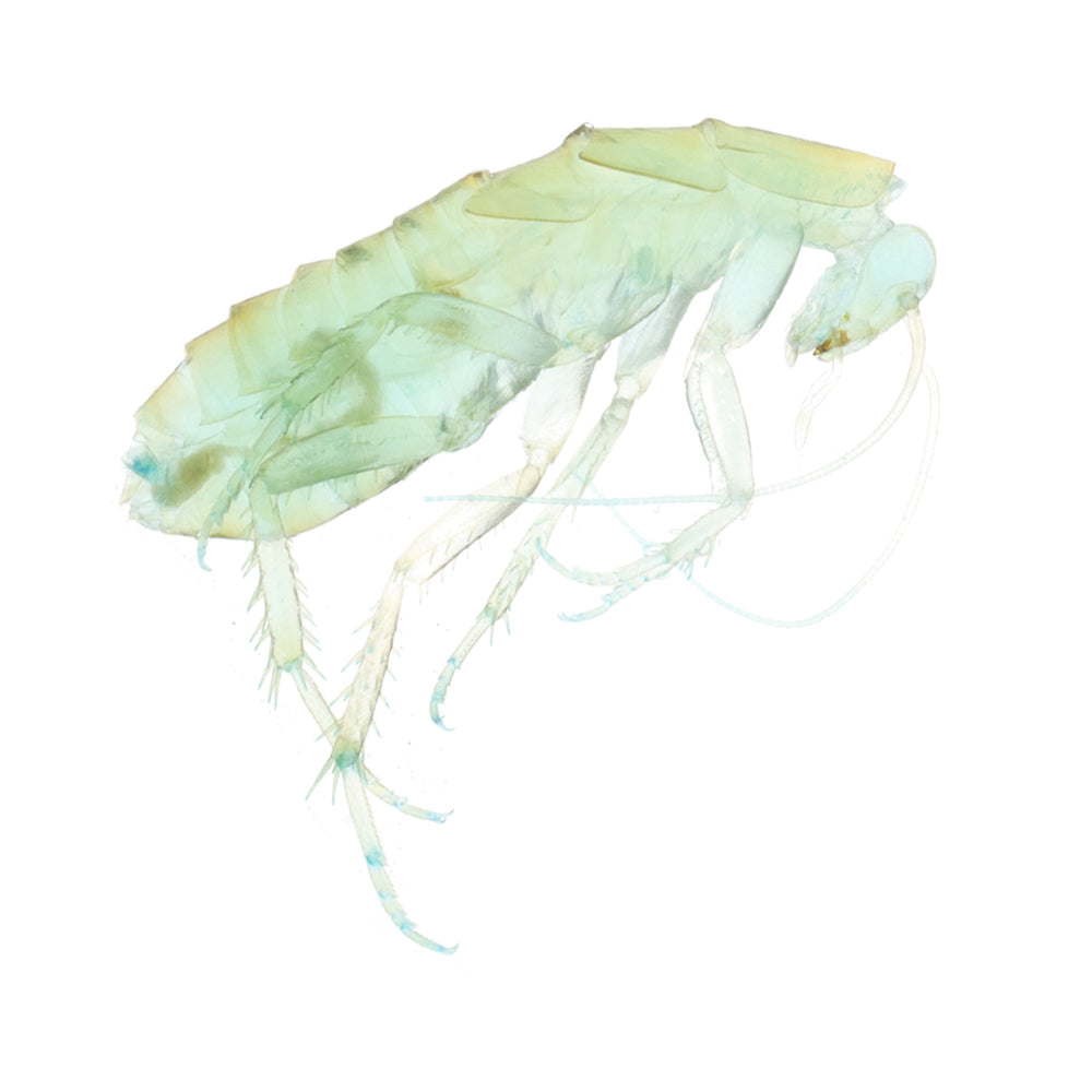 櫻桃紅蟑_Periplaneta_lateralis_透明生物標本系列_桌上的迷你水族館