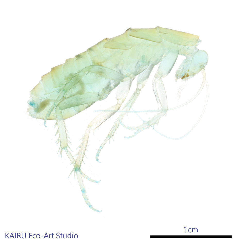 櫻桃紅蟑_Periplaneta_lateralis_透明生物標本系列_桌上的迷你水族館