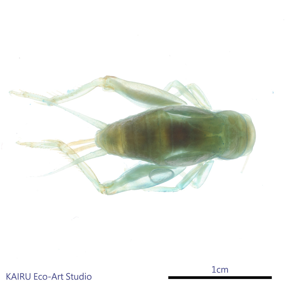 家蟋蟀_Periplaneta_lateralis_透明生物標本系列_403_桌上的迷你博物館