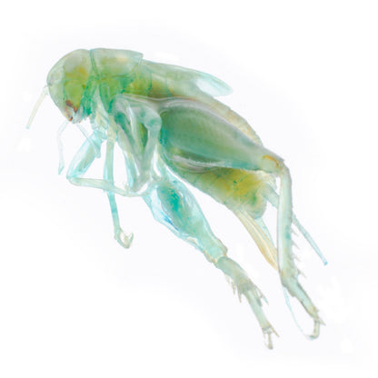 家蟋蟀_Periplaneta_lateralis_透明生物標本系列_403_桌上的迷你博物館