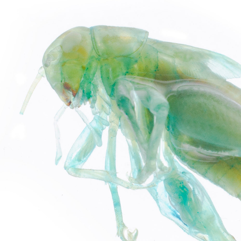 家蟋蟀_Periplaneta_lateralis_透明生物標本系列_403_桌上的迷你博物館
