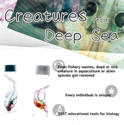 Transparent specimen ear squid specimen Taiwan marine life ear squid family Sepiolidae