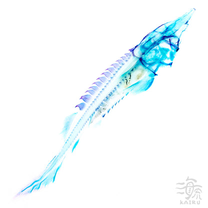 鱘龍魚 Acipenser spp. 透明標本系列_099 魚類標本
