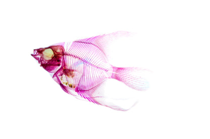 淡水神仙魚 Pterophyllum sp. 透明標本系列_102 魚類標本