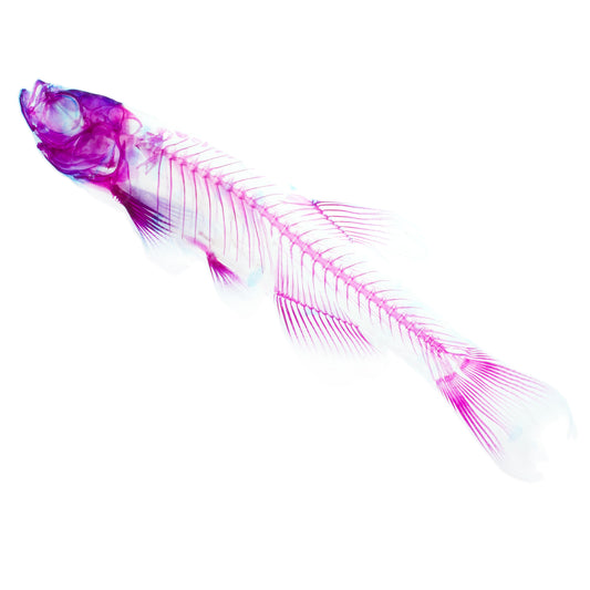 斑馬魚(金仙子) Danio sp. 透明標本系列_101 魚類標本