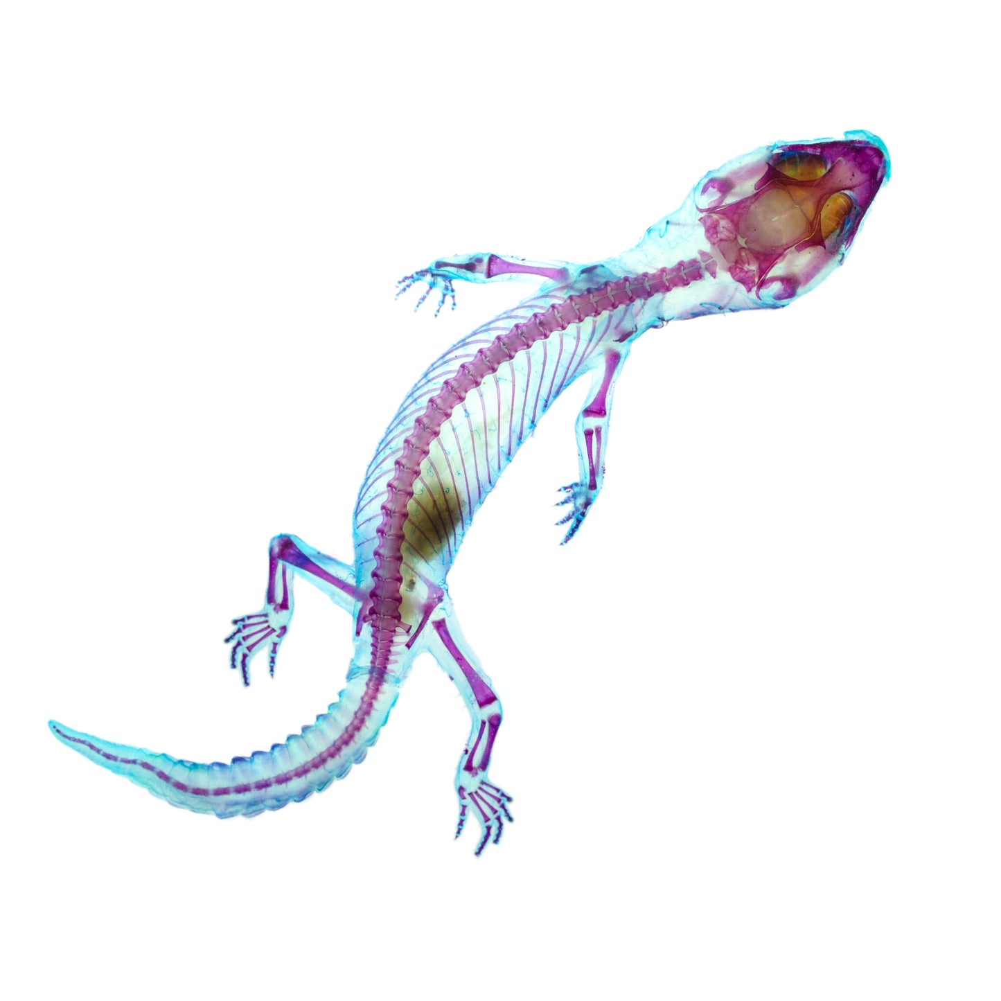 豹紋守宮 Eublepharis sp. 透明標本系列_231 爬蟲類標本