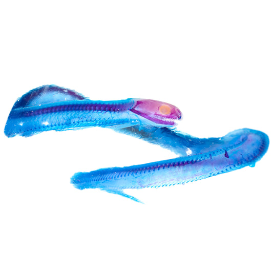 王蛇屬 Lampropeltis 透明標本系列_224 蛇類標本