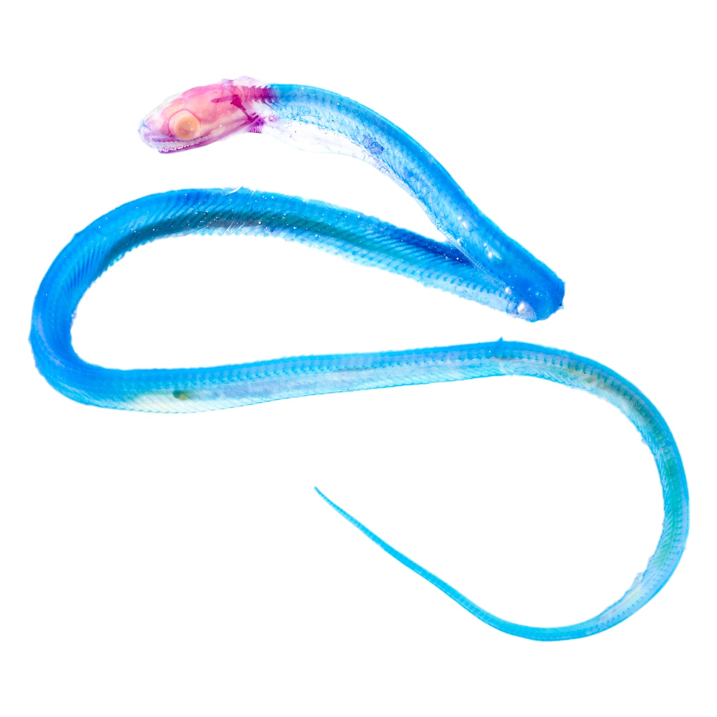 玉米蛇 Pantherophis guttatus 透明標本系列_223 蛇類標本